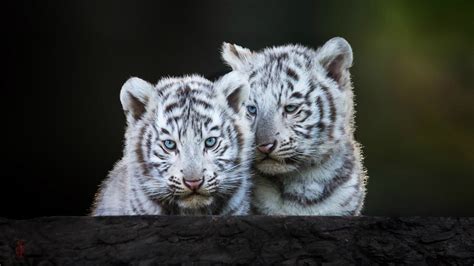 white tigers cubs wallpaper image   nancyh