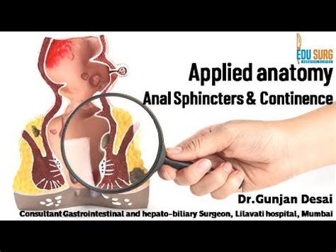 Applied Anatomy Of Anal Canal Anal Sphincter Complex Continence Mechanism Edusurg