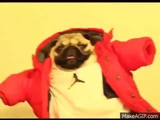 Pug Dancing To Hotline Bling on Make a GIF