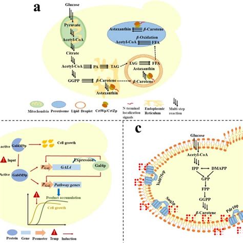 Examples Of Typical Metabolic Engineering Strategies For Yeast