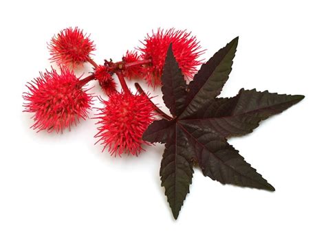 Premium Photo Castor Oil Plant Fruit Ricinus Communis Isolated On