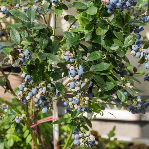 how to grow blueberry bushes 11