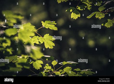 Leaves In Sunlight Stock Photo Alamy