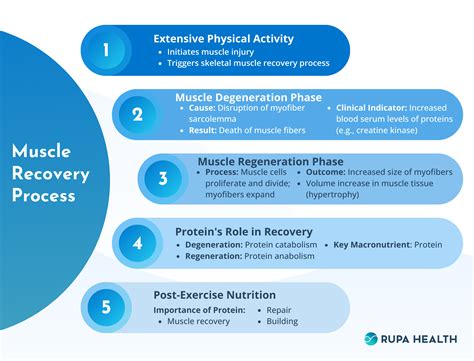 maximizing muscle recovery  role  post workout nutrition