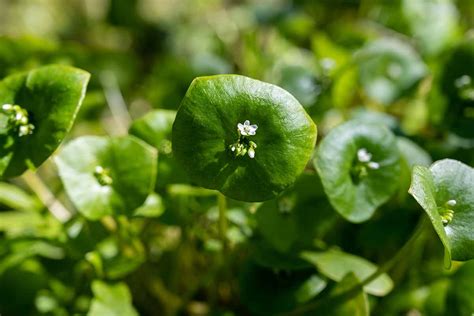 How To Plant And Grow Miners Lettuce Claytonia