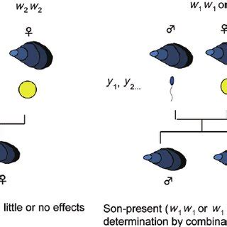 A Population Genetics Model On Sex Determination In Mytilus Spp Sex Is
