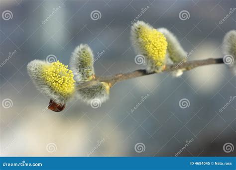 Pussy Salici Di Fioritura Immagine Stock Immagine Di Catinella 4684045