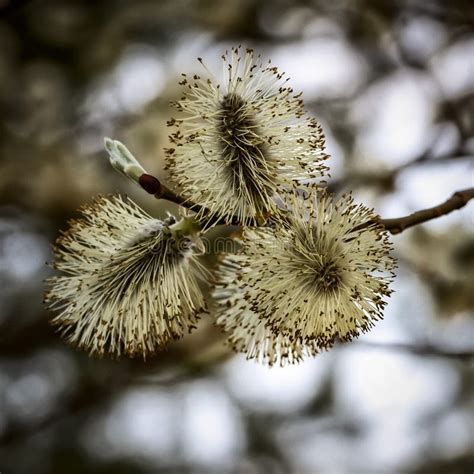 Silvery Pussy Willow Close Up Stock Photo Image Of Flowering Cuddly
