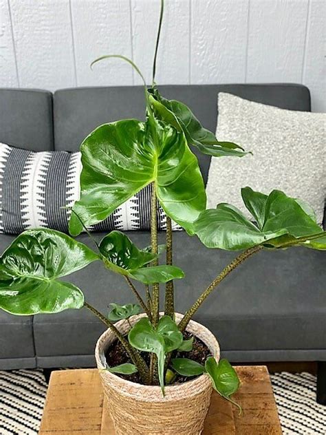 Mythic Stingray Elephant Ears Alocasia Macrorrhiza Proven Winners