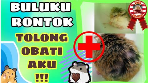 MENGOBATI DAN MENCEGAH KERONTOKAN BULU PADA HAMSTER YouTube