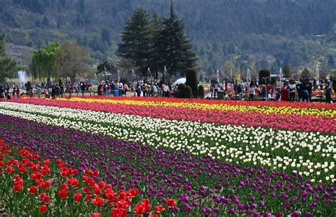 Srinagar S Tulip Garden Enthrals More Than 1 Lakh Visitors Within 10