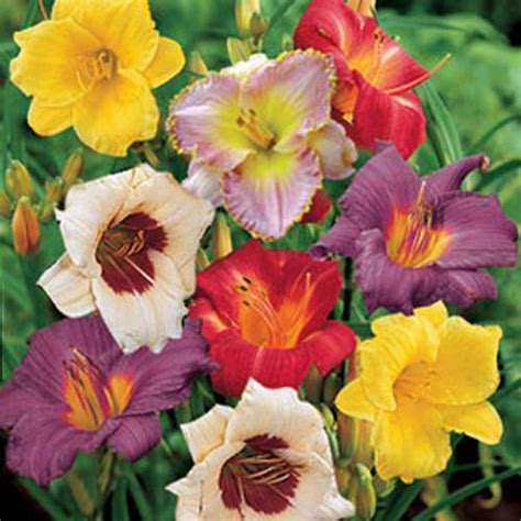 Dwarf Reblooming Daylily Mixture K Van Bourgondien