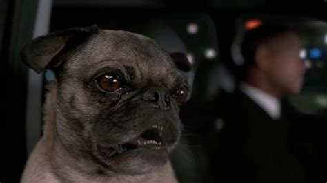 Men In Black 2 Frank The Pug Singing Youtube