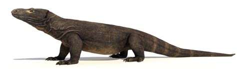 The Largest Lizard Ever Recorded A True Giant Reptilekingz