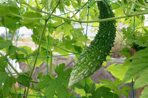 Bitter melon - Ilesol Pharmaceuticals