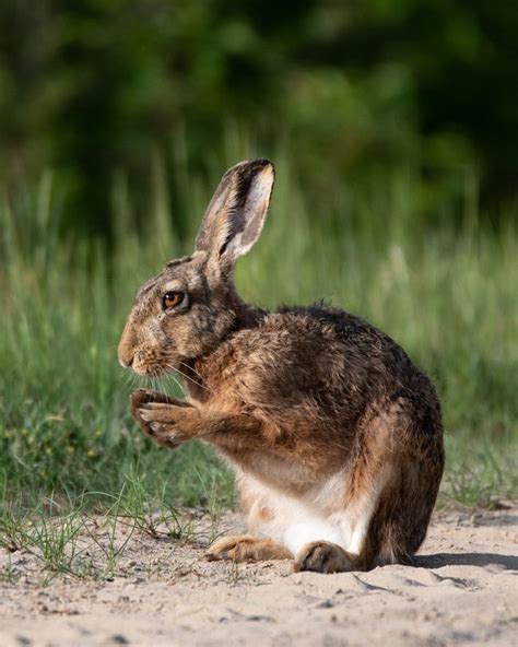 Der Feldhase S Ugetiere Tiere Blog Farinas Fotokunst De