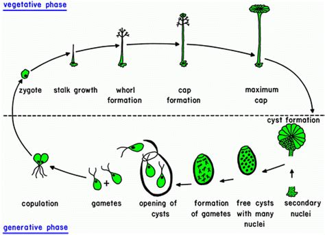 Unicellular Green Algae Diagram