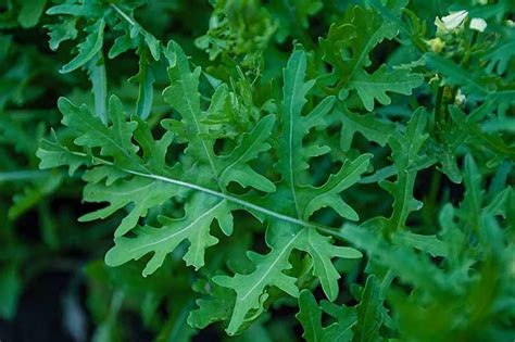 9 Of The Best Arugula Varieties Gardeners Path