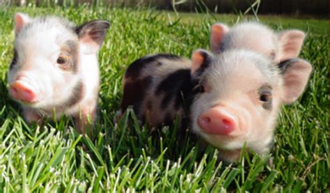 Mini, Pot Bellied And Teacup Pigs: Adoption, Care And Information