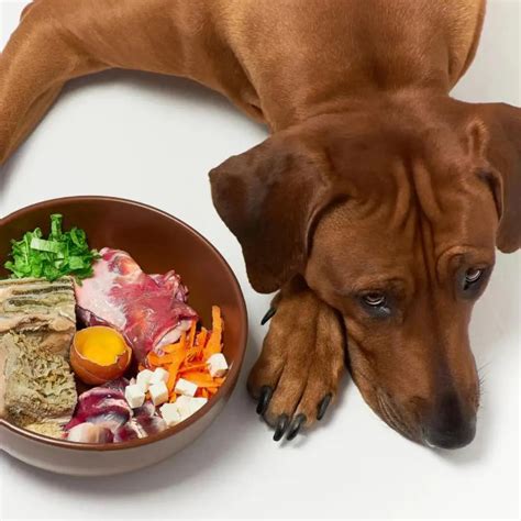 Mealtime Tips for Picky Eater Dogs, Picky Eater Dogs Food | Dog Child