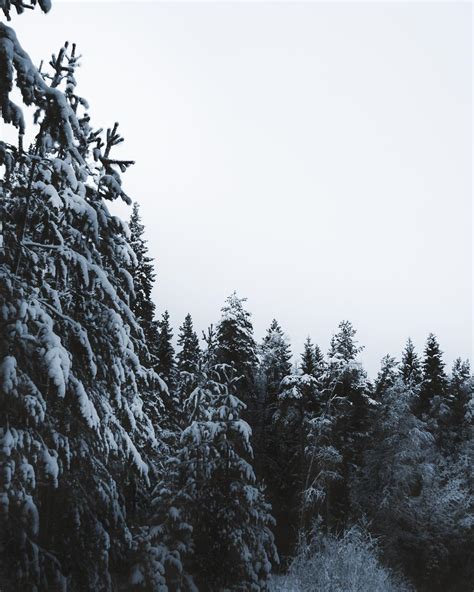 Snowy forest : r/galaxyphotography