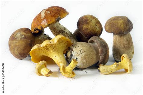 Edible Mushrooms1 Stock Photo | Adobe Stock