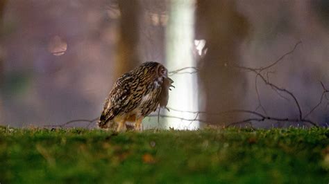 Flaco the Owl Spreads His Wings and Learns to Survive in Central Park