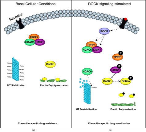 The Limk1tppp1hdac6 Complex Regulates Tubulin And Actin Stability In