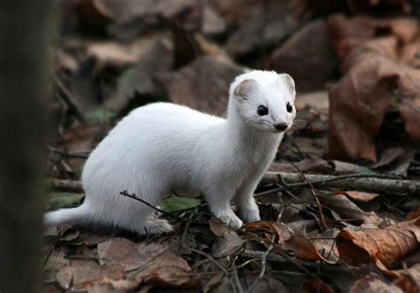 white baby mongoose  pixdauscom seltene tiere niedliche tiere tiere