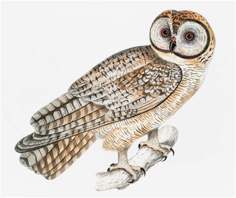 chinese owl strix sinensis  illustrations  indian zoology