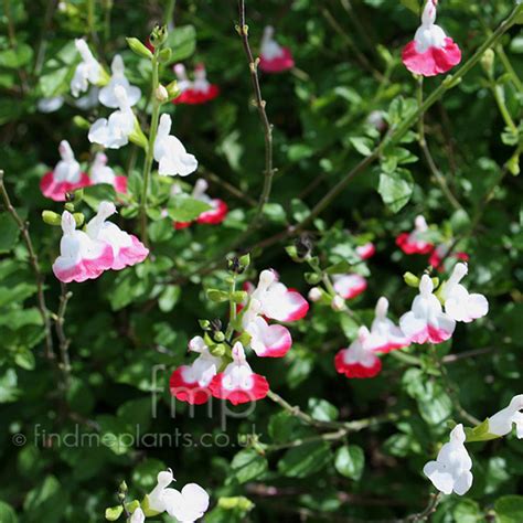 Salvia X Jamensis Hot Lips Salvia Information Pictures