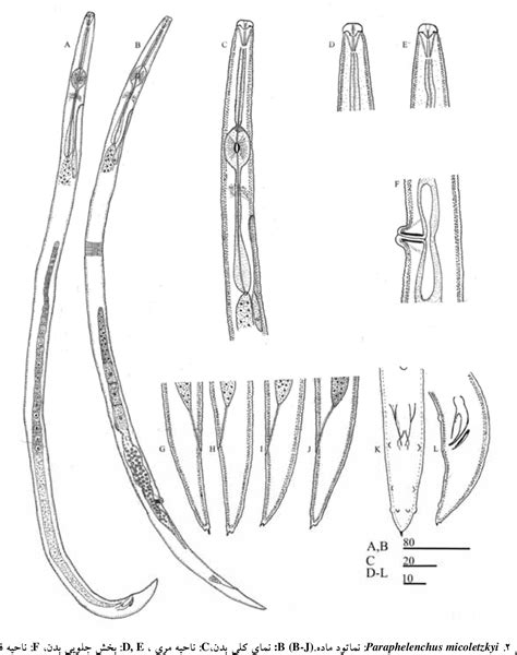 Figure 2 from SOME SPECIES OF PLANT PARASITIC NEMATODE FROM IRAN ...