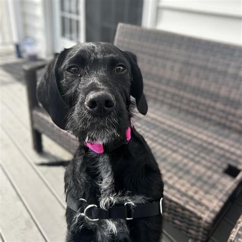 Dog for adoption - Blueberry, a Schnauzer & Labrador Retriever Mix in Potomac, MD | Petfinder