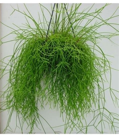 Рипсалис (110 фото) » НА ДАЧЕ ФОТО