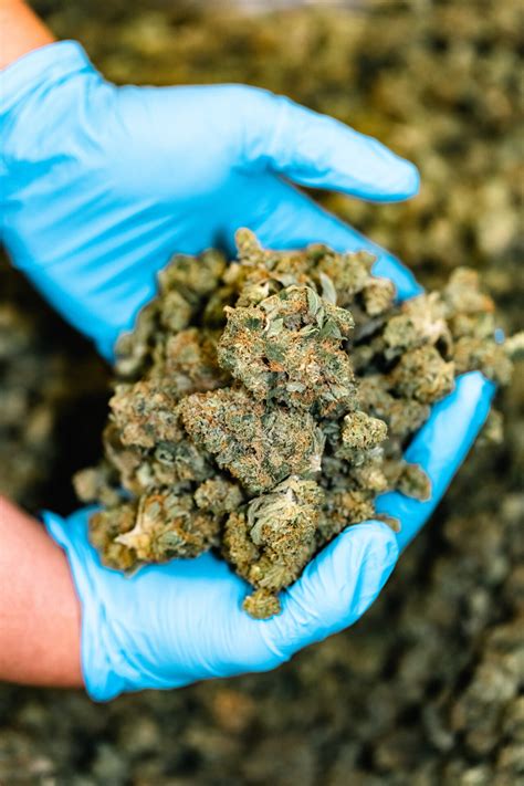 Alaska Dispensary FAQs - Secret Garden Cannabis