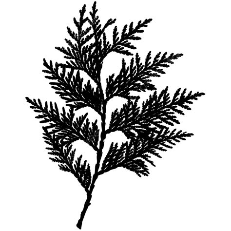 Signs Silhouette Vector Png Arborvitae Black And White Sign Logo