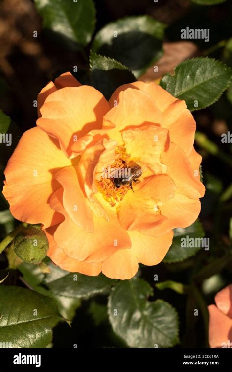 Rosa 'Precious Amber' Stock Photo - Alamy