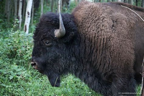 Discovering Wildlife At Elk Island National Park In Alberta World