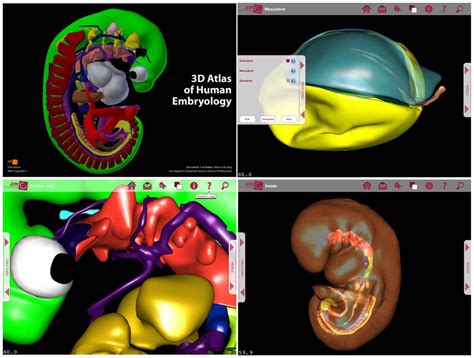 atlas  human embryology creating  application    learning