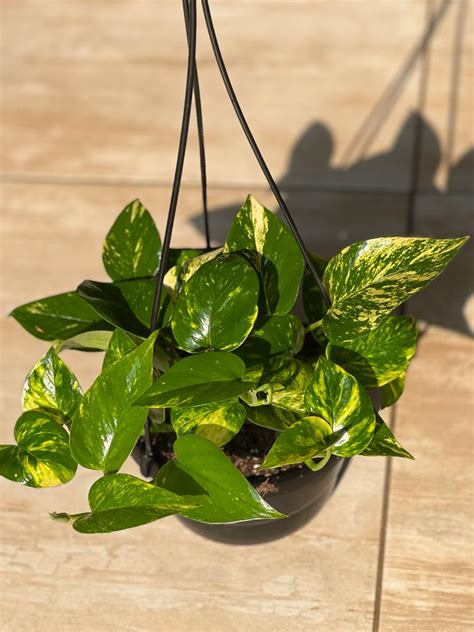 Golden Pothos Hanging Basket Botanical Heaven