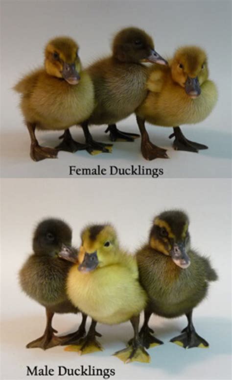 Golden 300 Flockjourney