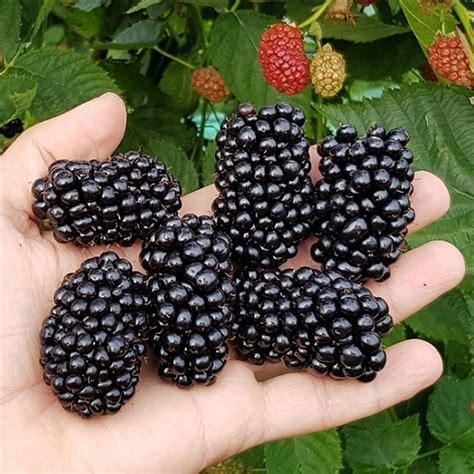 Blackberry Ouachita Giant Fruited Commercial Thorn Less Blackberry