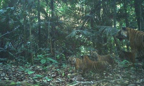 tiger mother and four cubs_camera trap_Malaysia | Photos | WWF