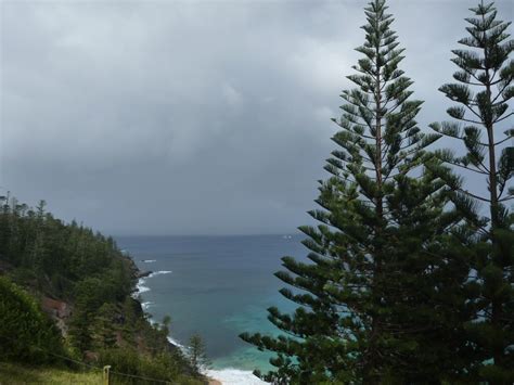 Araucaria Heterophylla Norfolk Island Pine Gardening With Angus