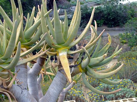 Aloe Dichotoma Asphodelaceae Image 50958 At PhytoImages Siu Edu