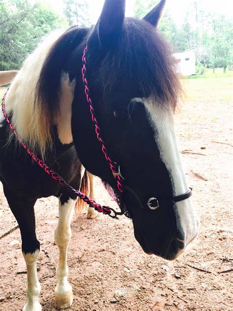 How to Make an Easy DIY Bridle for Your Horse - The Broke Horseman