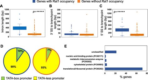 Rat1 is selectively enriched in the intronic region of the genes. (A ...