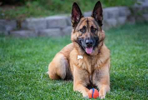 425 Best German Shepherd Names You'll Love for Your Loyal Protector