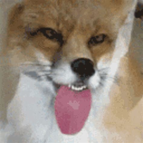 Funny Fox  Funny Fox Tongueout Discover And Share S