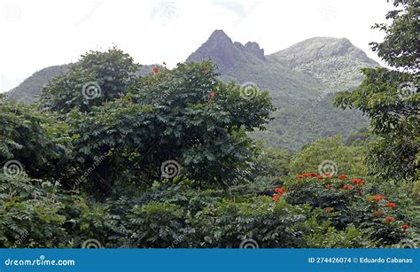 El Yunque Peak El Yunque National Park Puerto Rico Stock Photo